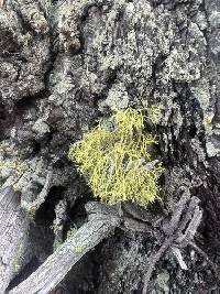 Letharia lupina image