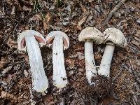 Agaricus chionodermus image