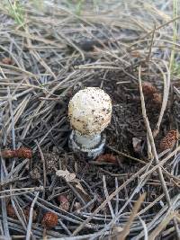 Amanita pantherinoides image