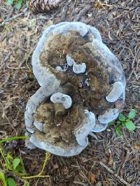 Hydnellum regium image