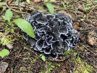 Polyozellus atrolazulinus image