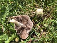 Candolleomyces candolleanus image