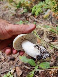 Tricholoma smithii image