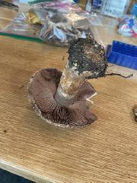 Agaricus amicosus image