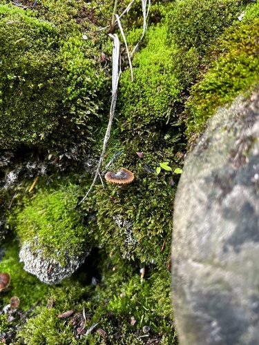 Cortinarius falsosus image