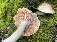 Hygrophorus fragrans image