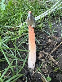Phallus rugulosus image