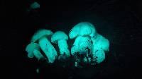 Tricholoma smithii image