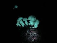 Tricholoma smithii image