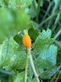 Phragmidium rosae-multiflorae image