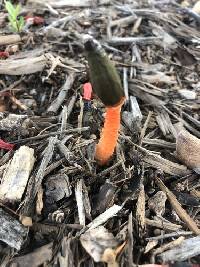 Phallus rugulosus image