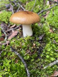 Russula avellaneiceps image