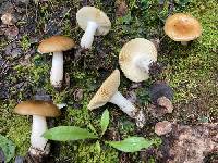 Russula avellaneiceps image