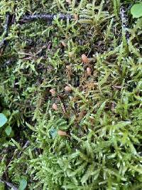 Bryoglossum rehmii image