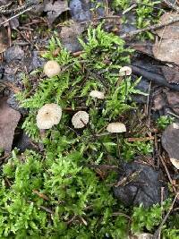 Pseudomarasmius pallidocephalus image