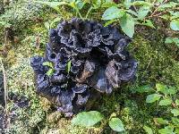 Polyozellus atrolazulinus image