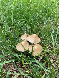 Candolleomyces candolleanus image