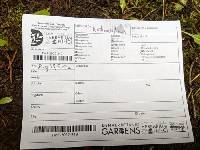 Calocybe naucoria image