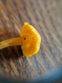 Calocybe naucoria image