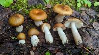 Russula avellaneiceps image