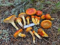 Hygrophorus siccipes image