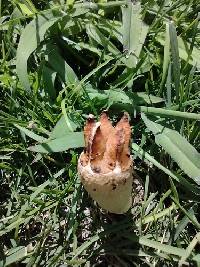 Lysurus cruciatus image