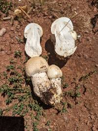 Agaricus didymus image