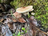 Lepiota lepida image