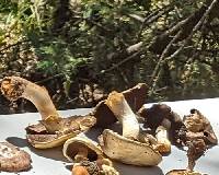 Agaricus summensis image