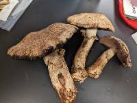 Agaricus amicosus image