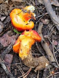 Hygrophorus siccipes image