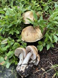 Hebeloma avellaneum image