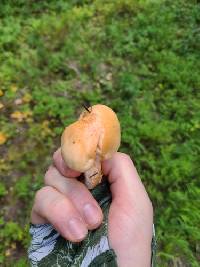 Hygrophorus fragrans image