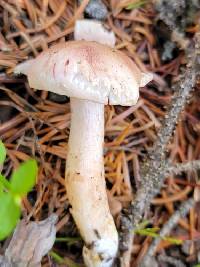 Hygrophorus fragrans image