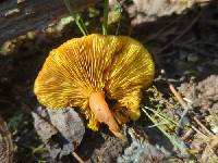 Calocybe naucoria image