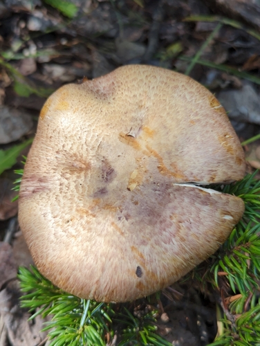 Agaricus jacobi image