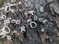 Sclerencoelia pruinosa image