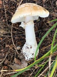 Amanita pantherinoides image