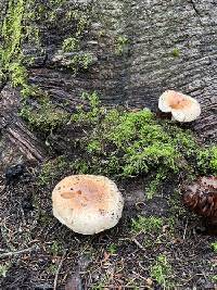 Hygrophorus fragrans image