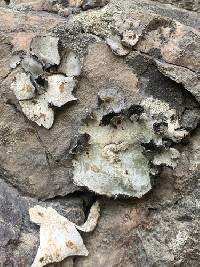 Umbilicaria americana image