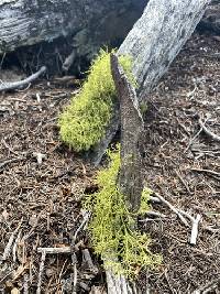 Letharia lupina image