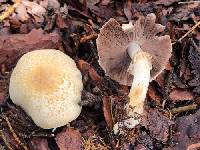 Agaricus didymus image