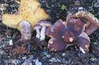 Calocybe onychina image