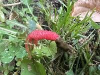 Phallus rugulosus image