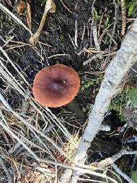 Lactarius badiosanguineus image