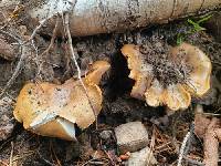 Cortinarius norrlandicus image