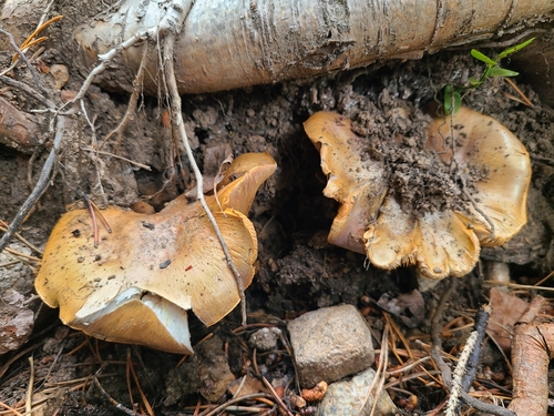 Cortinarius norrlandicus image