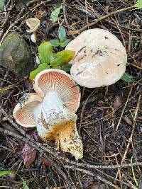 Hygrophorus fragrans image