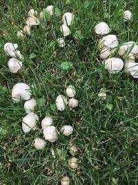 Candolleomyces candolleanus image