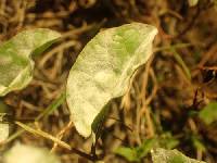 Erysiphe convolvuli image
